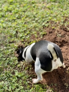A black and white dog digging a hole in the grass.